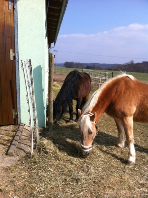 Reitbeteiligung gesucht - Reitbeteiligung - Adelsheim- Sennfeld