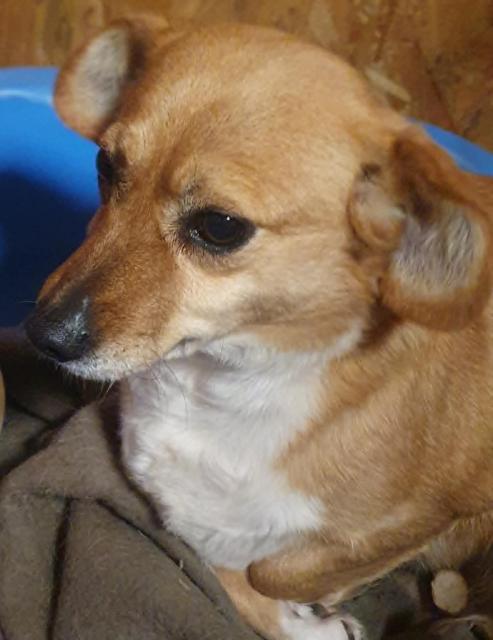 Bengy - unsichere Hunde-Omi sucht sicheres Zuhause - Hunde - Königsbach-Stein 