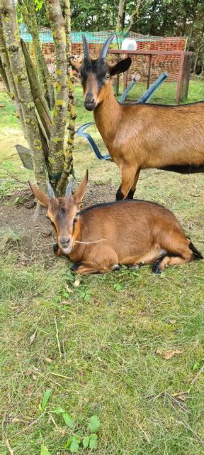 Ziegenbock gesucht - Nutztiere - Pfronstetten