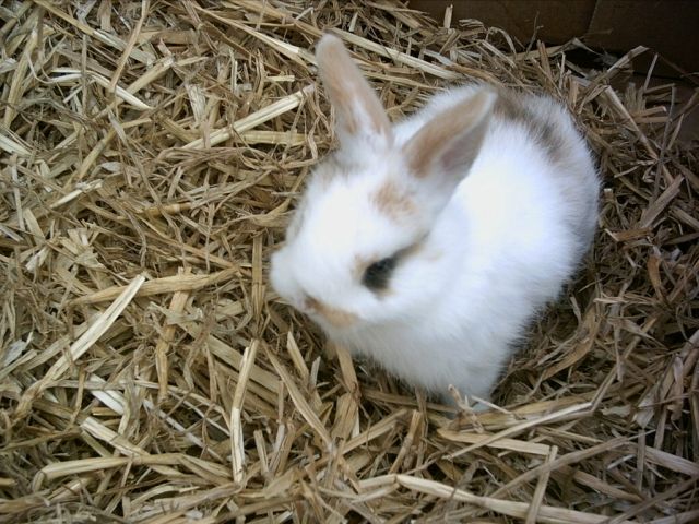 Hasen Kaninchen Kleinanzeigen Hasen Kaninchen Annoncen Hasen Kaninchen Inserate Hasen Kaninchen Anzeigenmarkt Hasen Kaninchen Marktplatz Seite 4