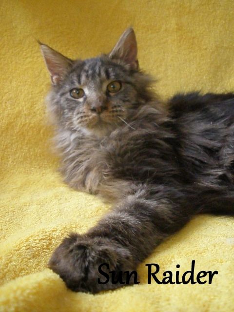 Maine Coon Kitten mit Staubaum - Katzen - Litvinov
