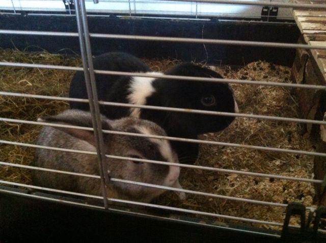 Hasen Mädels mit allem was dazu gehört - Hasen Kaninchen - Kassel