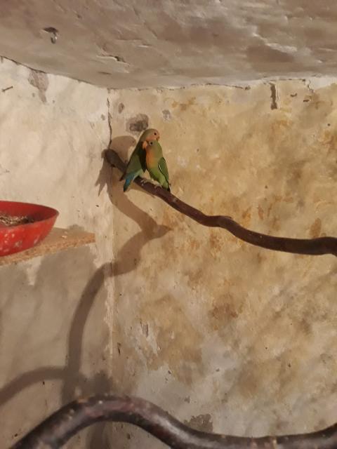 5 Vögel zu verkaufen  - Voegel - Tarthun