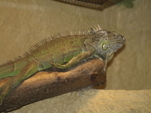    IGUANA IGUANA RHINOLOPHA - Reptilien - Greifenstein
