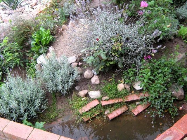 Wir eine familie aus Niedersahsen su. Landschildkröten - Reptilien - Nienburg Weser