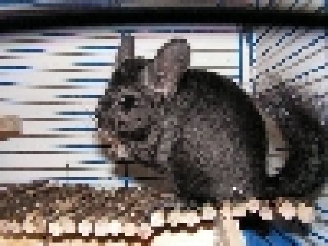 Chinchilla- Ebony Weibchen zu verkaufen - Sonst Nagetiere - bochum