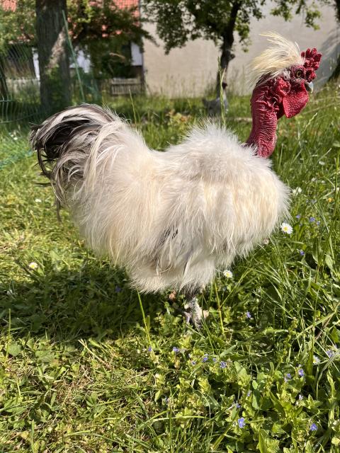 Zwei Showgirl Zwerg-Seidenhähne abzugeben - zu verschenken  - Nutztiere - Großenlüder OT