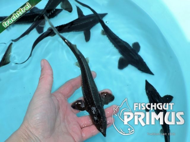 Ein Sibirischer Stör  A. baerii  - Größe 15-20 cm - Fische - Iserlohn