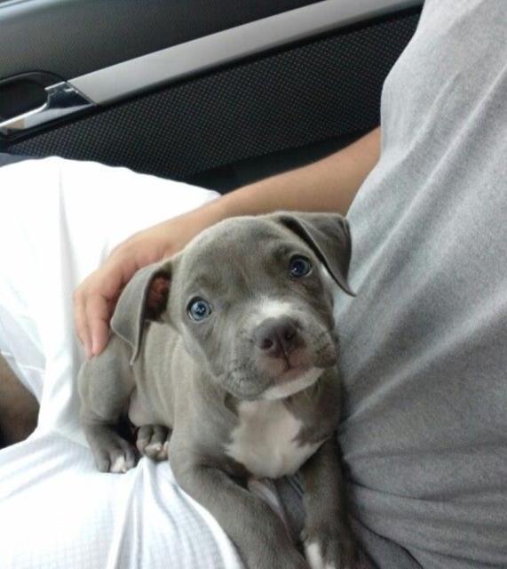 Amstaff Welpen blueliner - Hunde - Brandenburg 