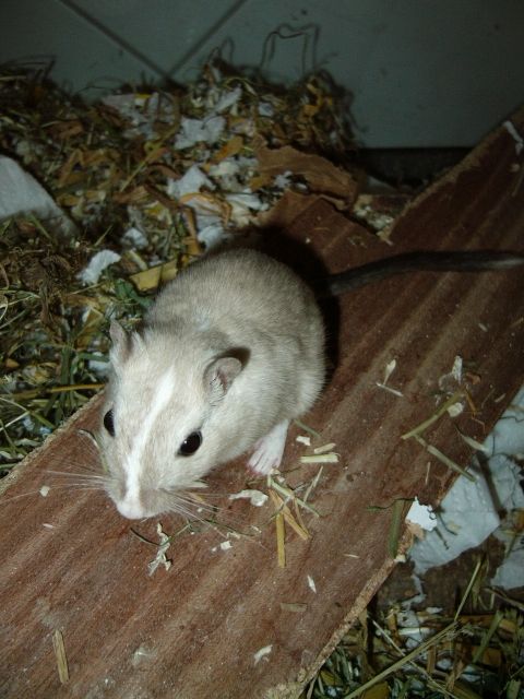 Verschenke: Wüstenrennmaus-Böckchen, sehr einsam, Ahrensburg - Maeuse - Große Straße 11