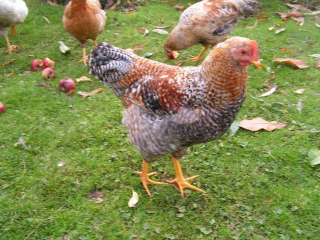 4 schöne Hähne - Nutztiere - Kleve