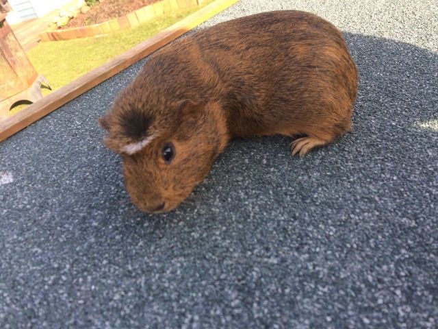 Junge Meerschweinchenböcke abzugeben - Meerschweinchen - Hagen