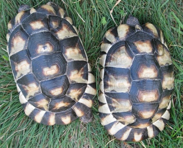 Weibliche Breitrandschildkröten - Reptilien - Fürstenwalde