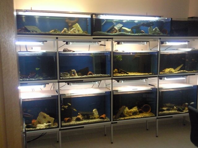 Zuchtanlage/Verkaufsanlage - Fische - mengkofen