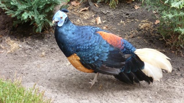 Borneo Feuerrückenfasane - Voegel - Stendal