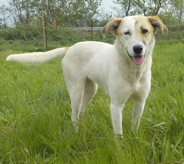  Pina die  wilde  - Hunde - Neckarstr.2