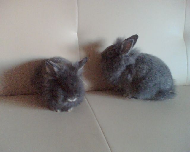 Hasenbabys abzugeben - Hasen Kaninchen - Bahnhofstr 14