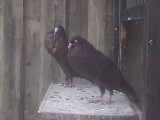 Stellerkröpfer Tauben zu verkaufen - Voegel - Regen