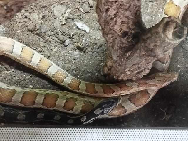 2 Kornnattern mit Terrarium abzugeben - Reptilien - Haltern am See