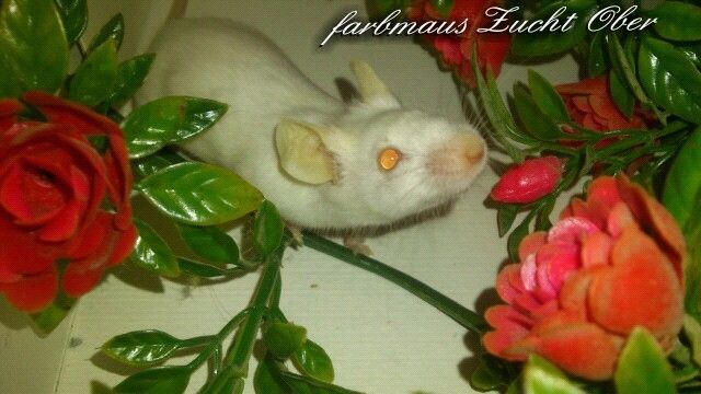 Verkaufe junge farbmäuse aus hobbyzucht - Maeuse - Sebnitz