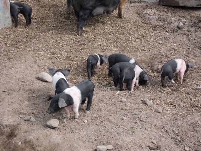 Ferkel vom Sattelschwein in Freilandhaltung - Nutztiere - Hirschfelde 