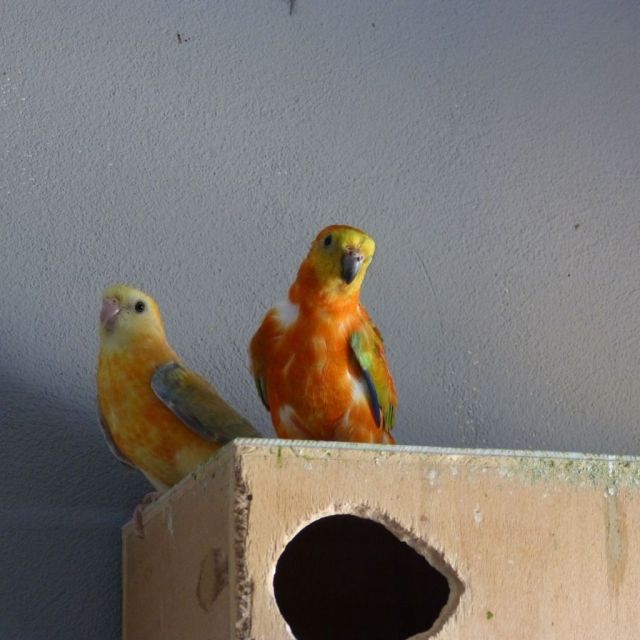 Pärchen Singsittiche orange-opalin und zimt-opalin - Voegel - Hömberg