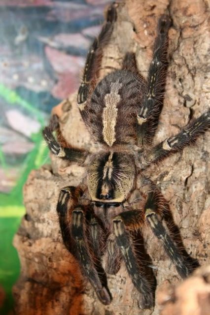 Poecilotheria ornata  3.5cm   5 stück  - Reptilien - Gelsenkirchen