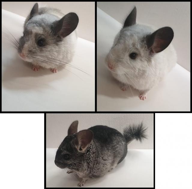 3 Männliche Junge Chinchillas - Nagetiere Allgemein - Bad Nauheim