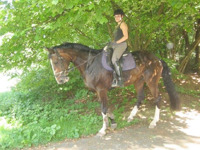 Suche Reitbeteiligung in Bochum und Umgebung - Reitbeteiligung - Bochum