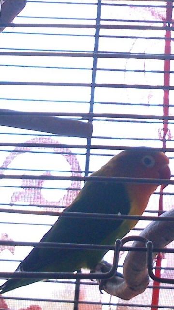 1 hübschen Zwergpapagei günstig abzugeben - Voegel - landsberg am lech