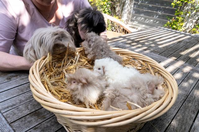 Recklinghausen - Meerschweinchen - Recklinghausen