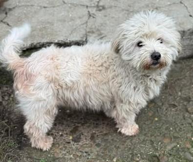 Bobi - Anhänglicher kleiner Bobi sucht Anschluss - Hunde - Königsbach-Stein 
