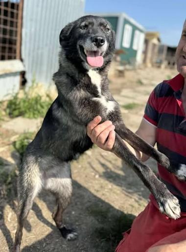 Zita - Liebe Zita wurde lange übersehen - Hunde - Königsbach-Stein 