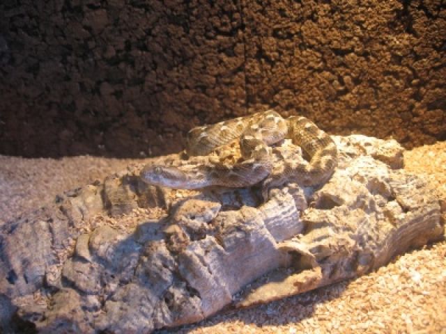 Echis carinatus sochureki Sandrasselotter  - Reptilien - Donzdorf