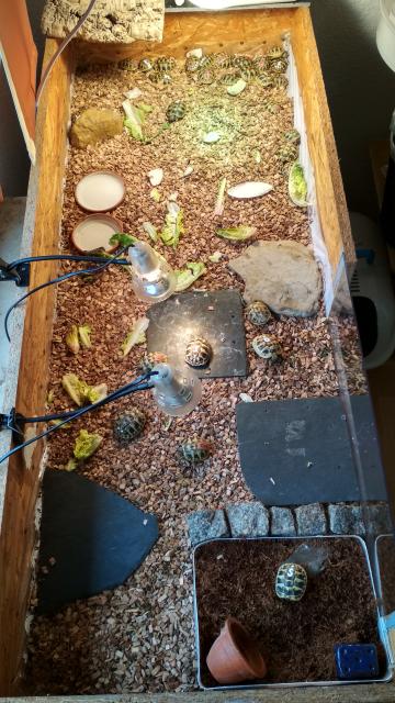 Griechische Landschildkröten - Reptilien - Hamm