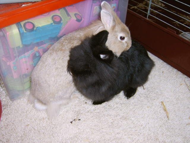 2 Zwegkaninchen m w - Hasen Kaninchen - Hannover