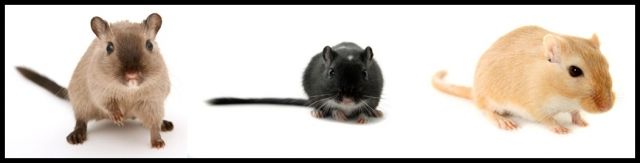 Mongolische Wüstenrennmäuse - Maeuse - Denkingen