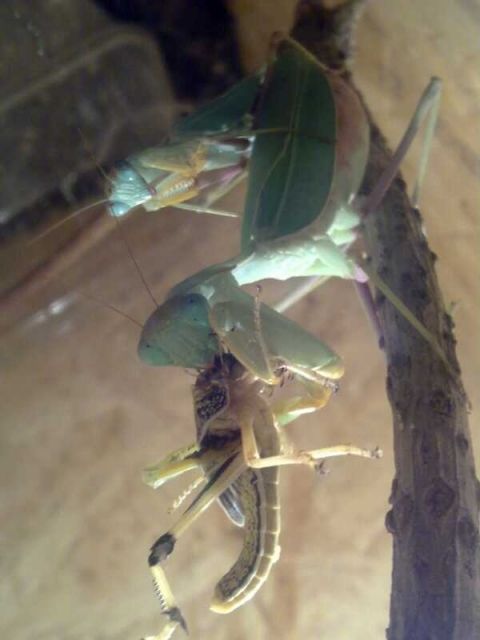 Gottesanbeterin Sphodromantis Lineola - Insekten - Neuwied