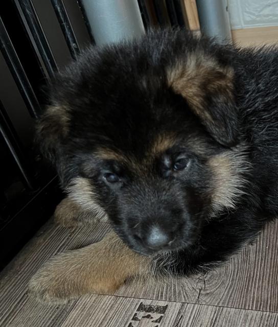 Schäferhund Welpe reinrassig mit Papieren  - Hunde - Oberaudorf