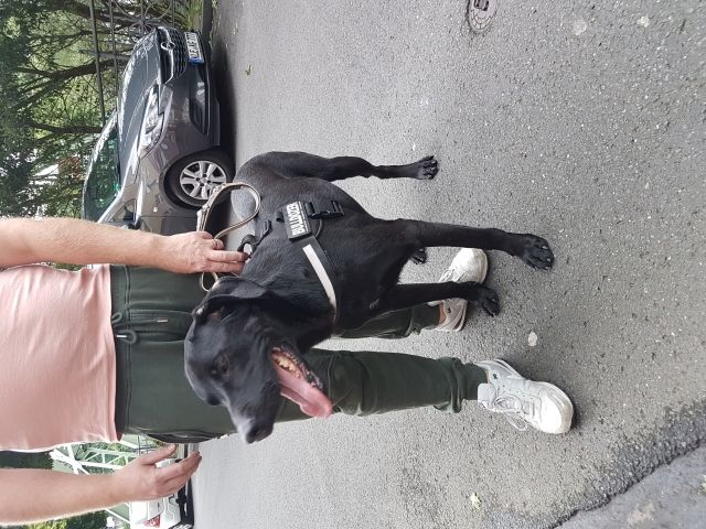 Kuschelbär sucht seine Höhle...... - Hunde - Wuppertal