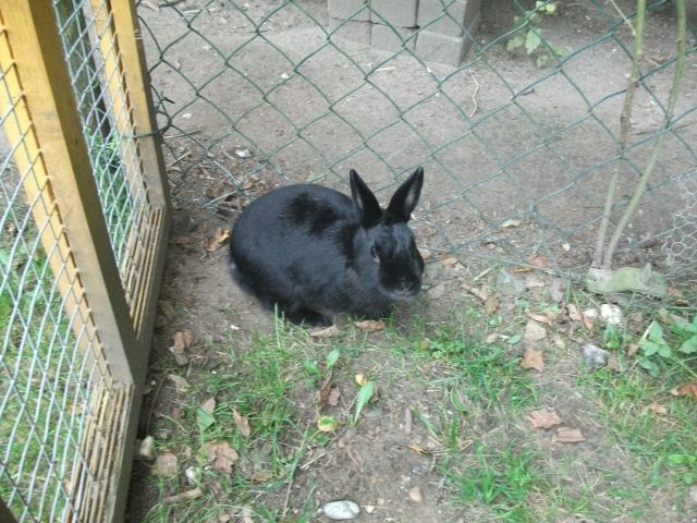 Hasen Kaninchen Kleinanzeigen Hasen Kaninchen Annoncen Hasen