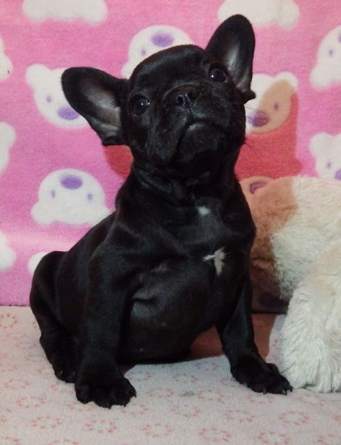 Wir haben süße Französische Bulldoggen Welpen zu verkaufen mit Ahnentafel - Hunde - Köln