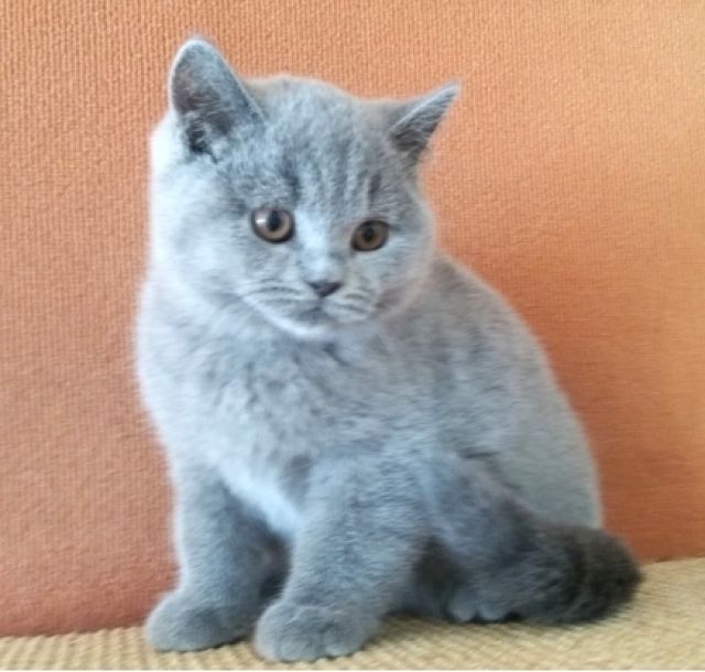 Kartäuserkatzen vom Immenthal - Katzen - Neunkirchen-Seelscheid