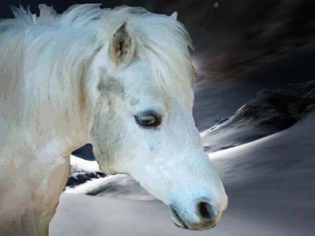 Tierkommunikation - Pferde - langenthal