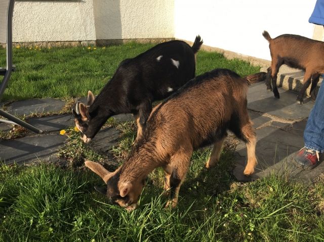 3 Ziegen  zu verkaufen - Nutztiere - Sparneck