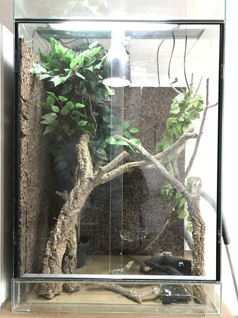 Terrarium   Equipment - Reptilien - Frankfurt am Main