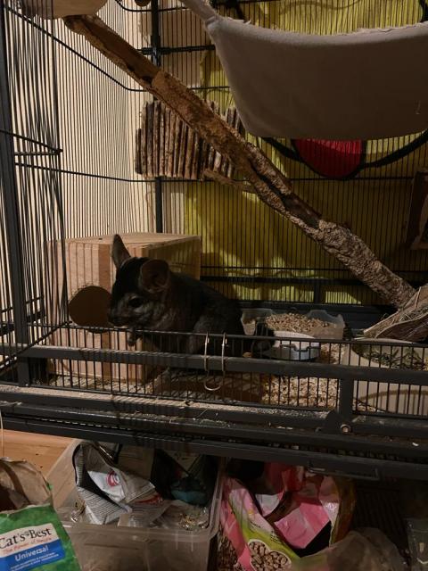 Chinchilla Böckchen zu verschenken inkl. großem Käfig und Zubehör - Nagetiere Allgemein - Adelheidsdorf