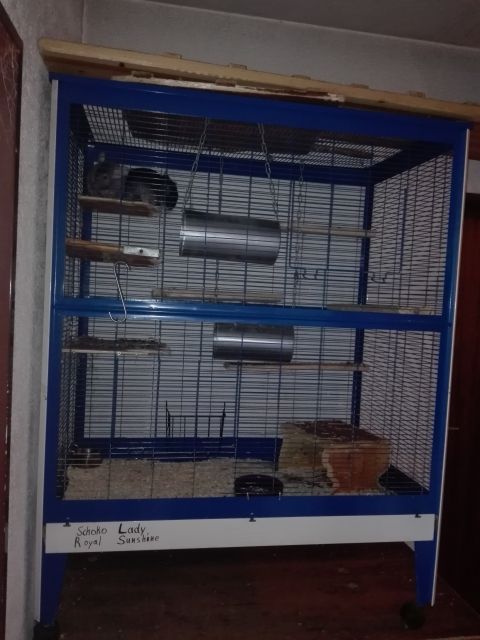 2 Chinchillas mit großer Volliere - Nagetiere Allgemein - Wain