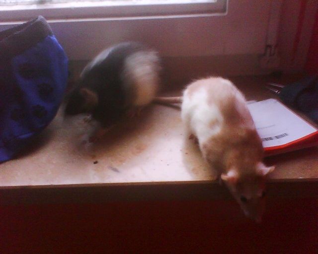 Ratten zu verschenken    - Ratten - Wilhelmshaven