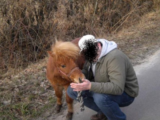 Suche liebe & zuverlässige Freundin :  - Reitbeteiligung - Tornesch
